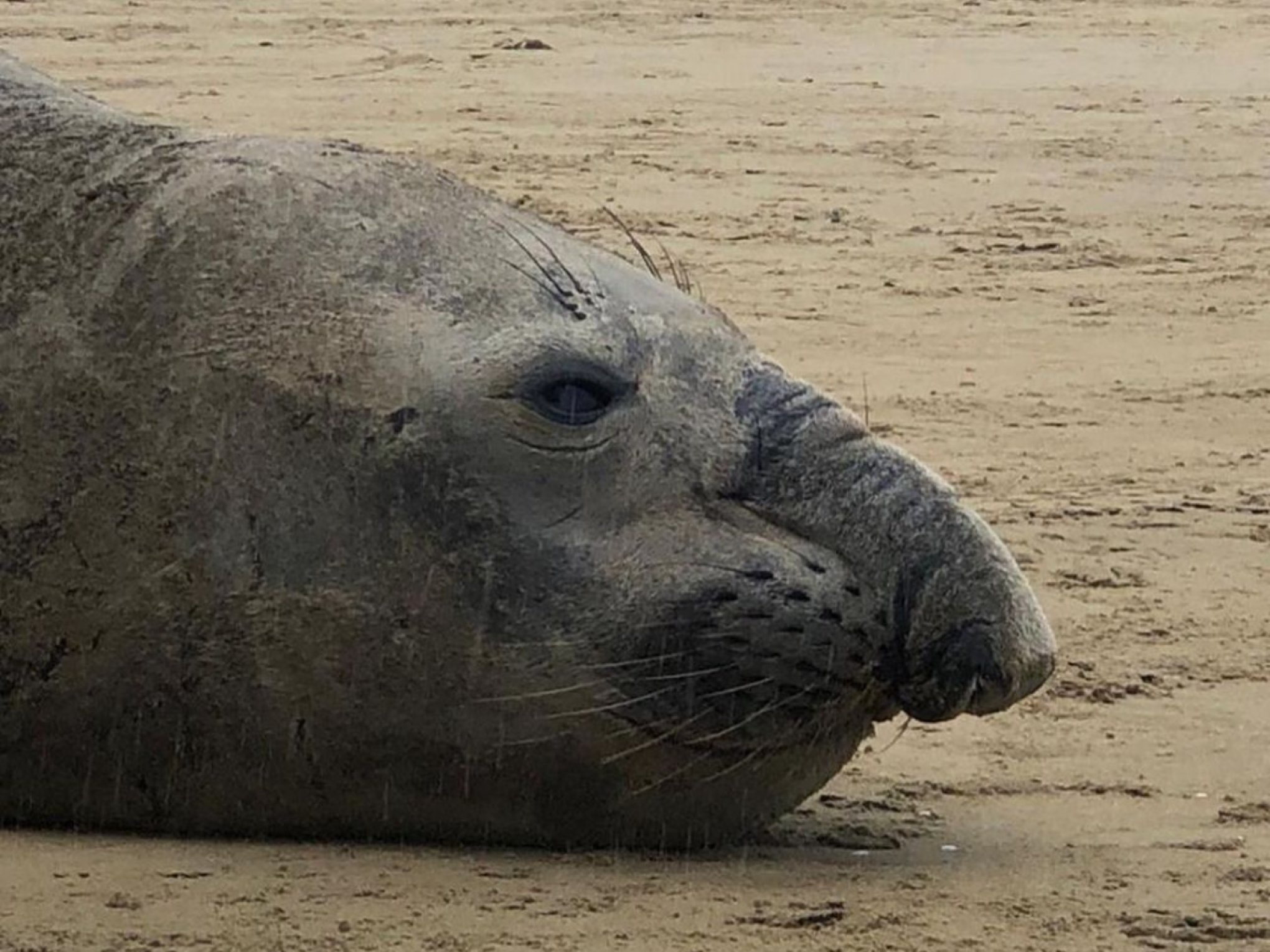 VÍDEO: Entenda o que significa a presença de elefante-marinho em praia do litoral sul do Estado