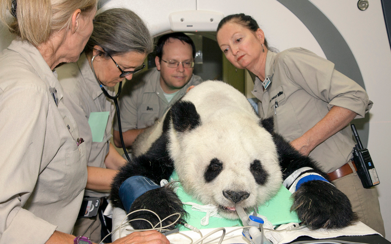 Um urso panda em uma tomografia computadorizada 