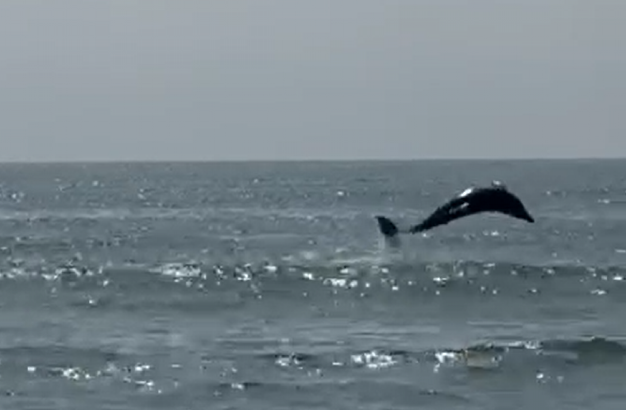 VÍDEO: Golfinho dá salto e surpreende veranistas no litoral norte; assista