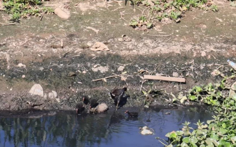 Aves vivem em meio a poluiÃ§Ã£o na Casa de Bombas, em Novo Hamburgo