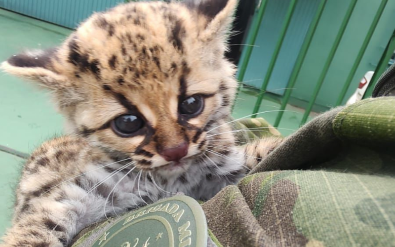 Gato-do-mato foi resgatado pelo 3Âº BABM em Itatiba do Sul