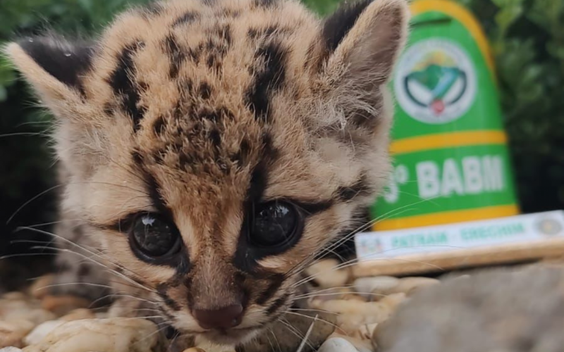 Gato-do-mato foi resgatado pelo 3Âº BABM em Itatiba do Sul