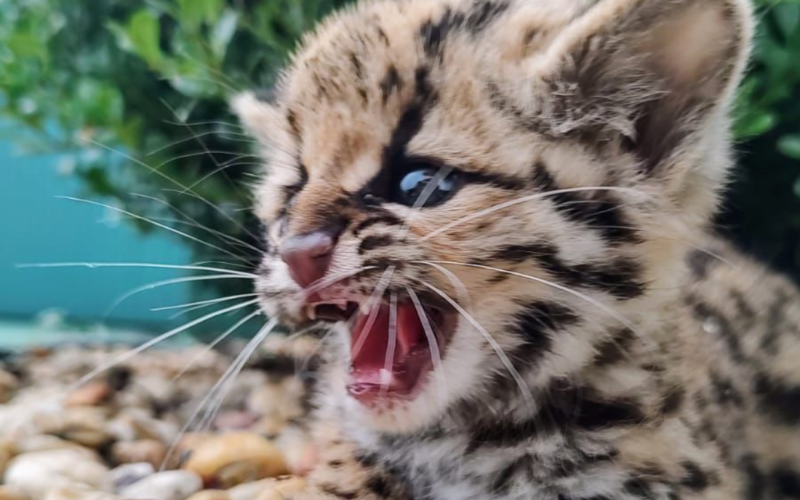 Filhote de gato-do-mato aparece em residência em Itatiba do Sul | abc+