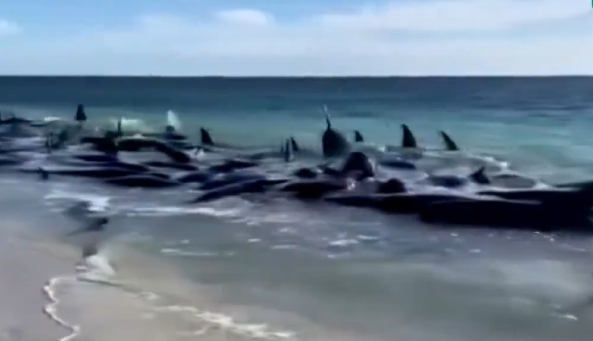 VÍDEO: Mais de 100 baleias encalham em praia da Austrália e pelo menos 29 morrem; entenda teoria de sacrifício coletivo da espécie