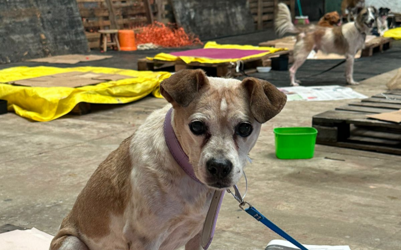 Animais resgatados e levados para abrigo em São Leopoldo | abc+