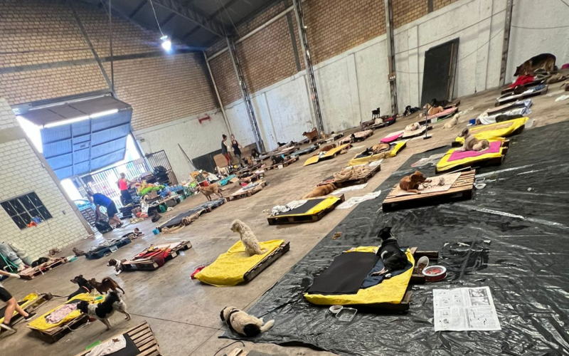 Casal cedeu pavilhão na Scharlau para abrigar cachorros resgatados de enchente em Novo Hamburgo e São Leopoldo