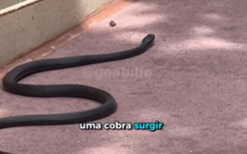 Influencer flagrou cobra nas parques da Disney | abc+