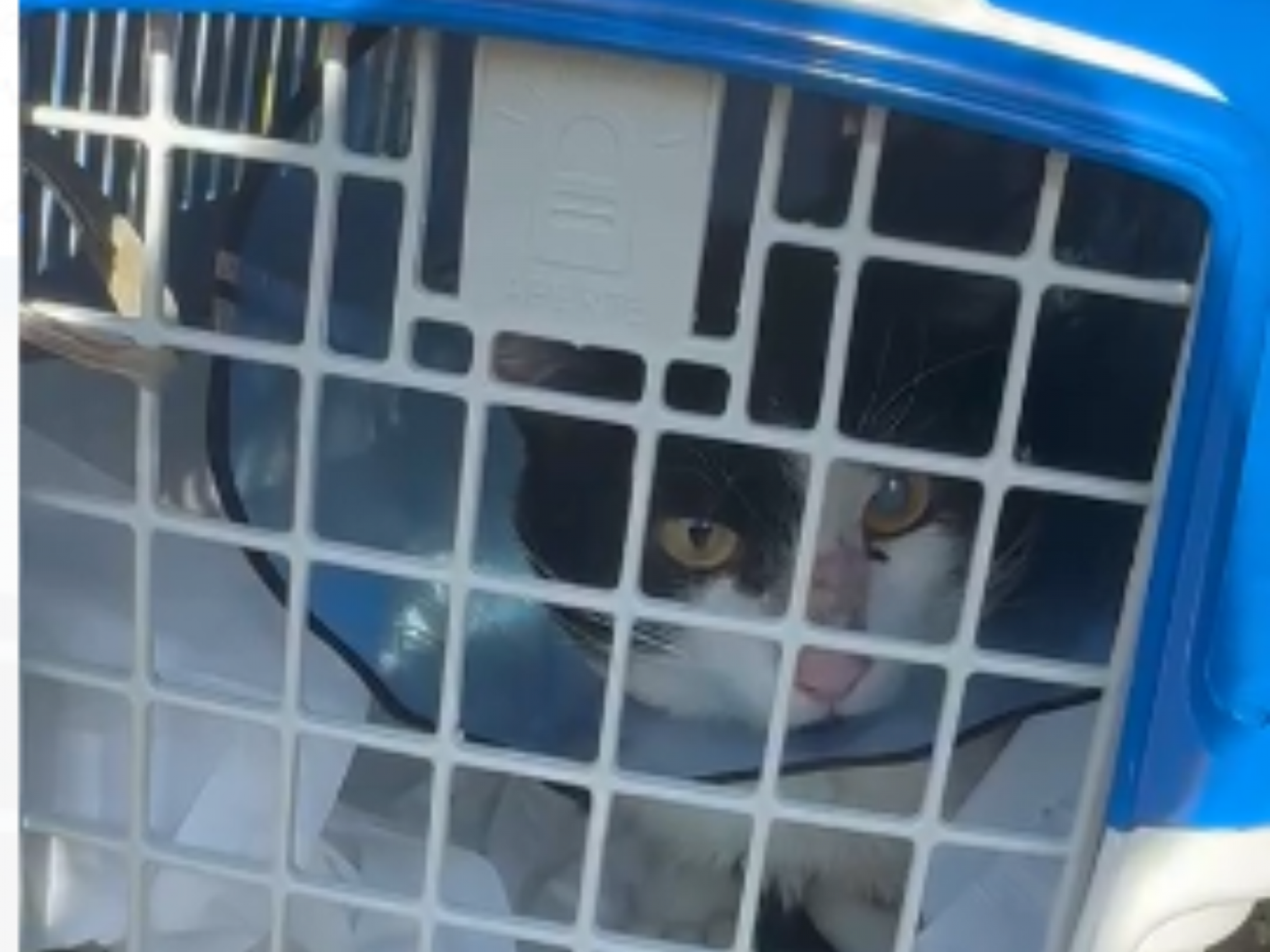 Gato se machuca durante enchente e desfecho acaba em apreensão em clinica veterinária e ação na Justiça