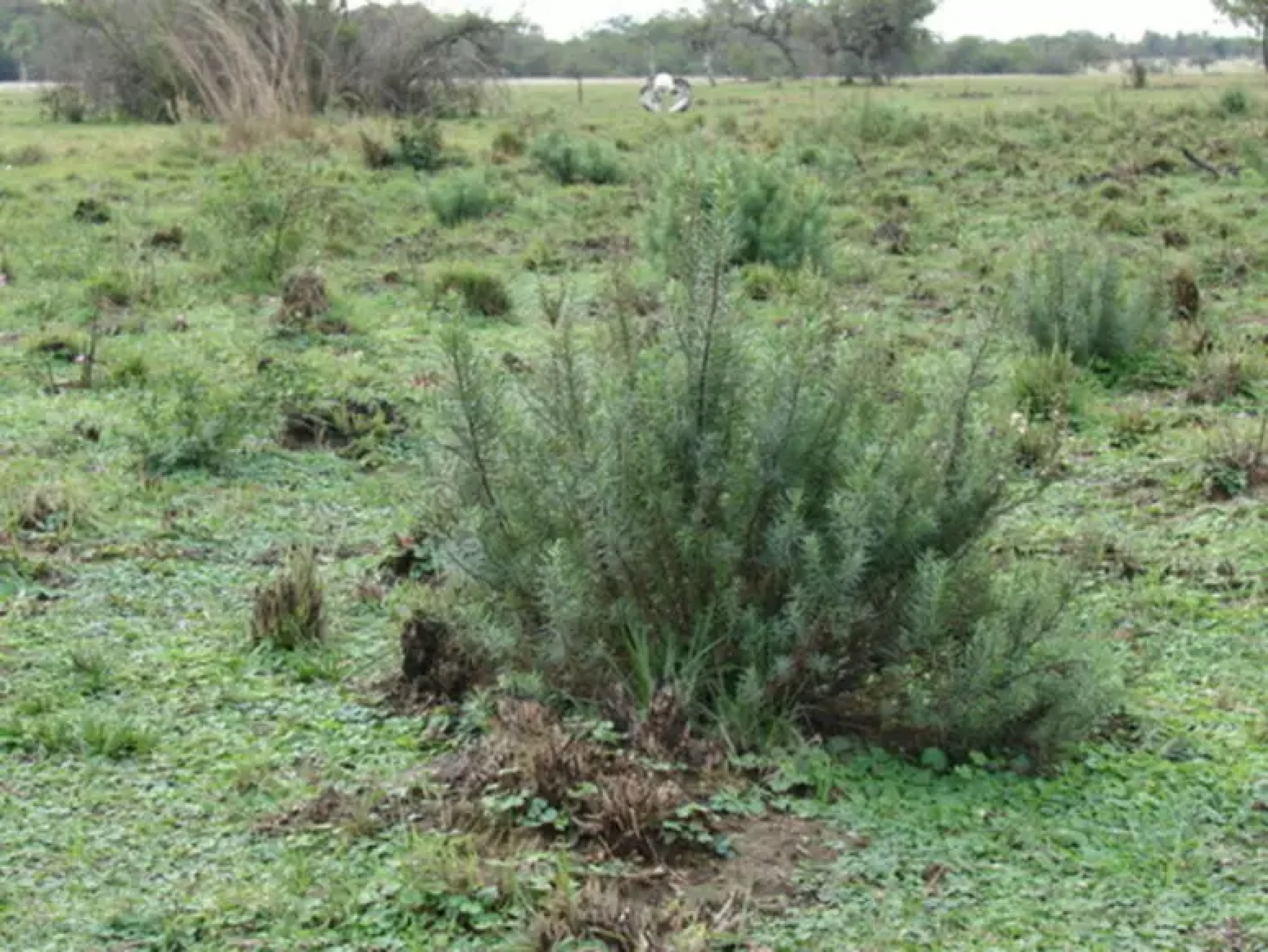 Cavalos morrem intoxicados com planta durante a condução da Chama Crioula; erva pode matar em menos de 24h