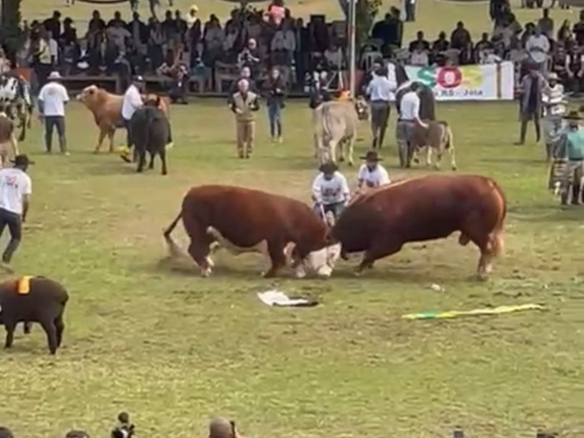 Briga entre touros assusta público durante desfile dos grandes campeões da Expointer | abc+