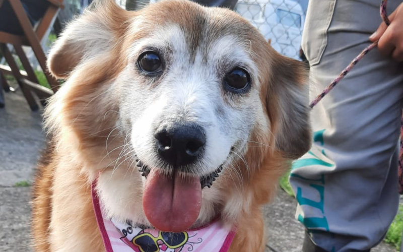 A cachorrinha Lola está no abrigo da Secretaria Municipal de Bem-Estar Animal e foi adotada pelas redes sociais por uma moradora de Santa Catarina