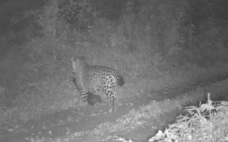 Vídeo mostra momento em que onça-pintada caça cachorro em cidade do Rio Grande do Sul | abc+