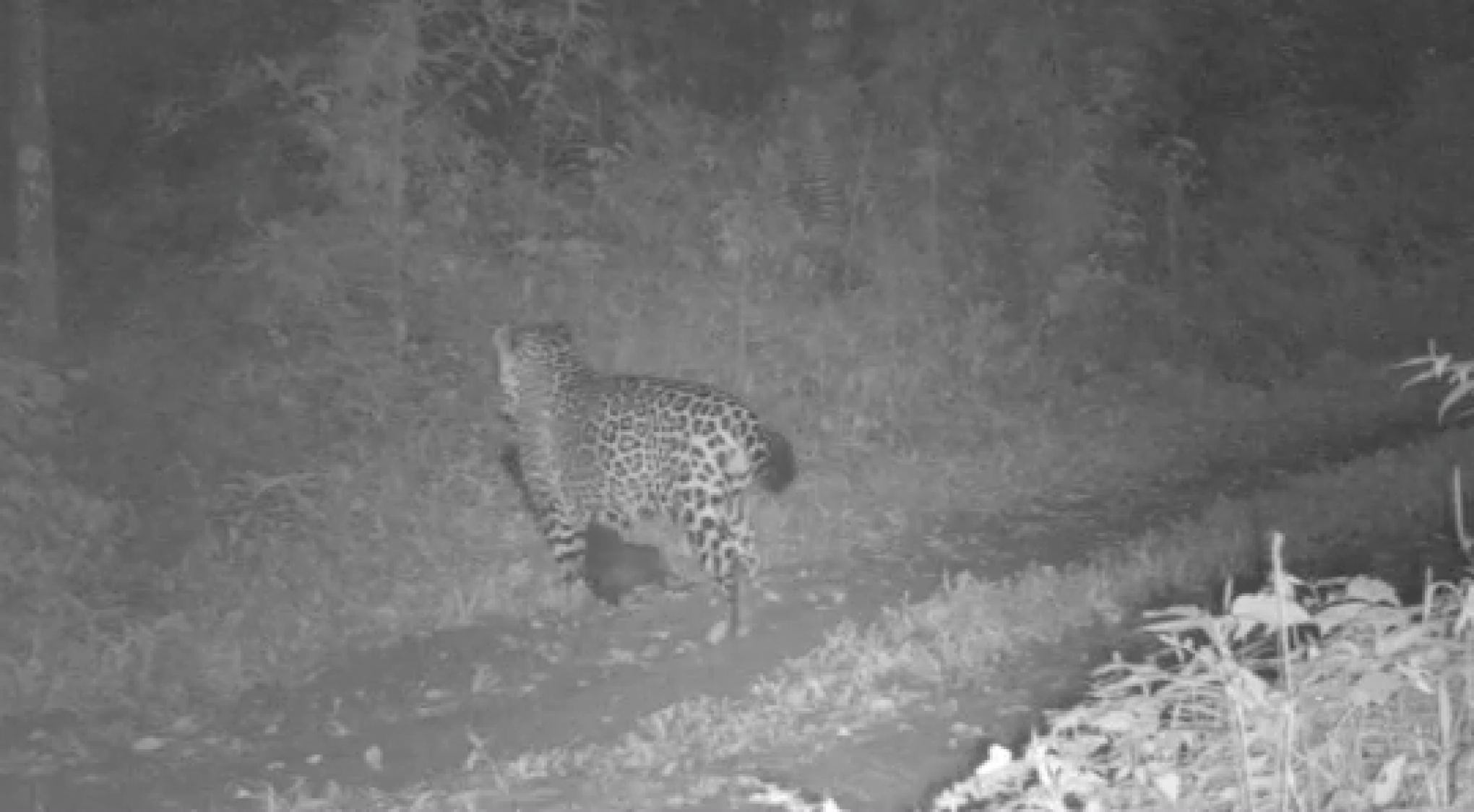 Vídeo mostra momento em que onça-pintada caça cachorro em cidade do Rio Grande do Sul