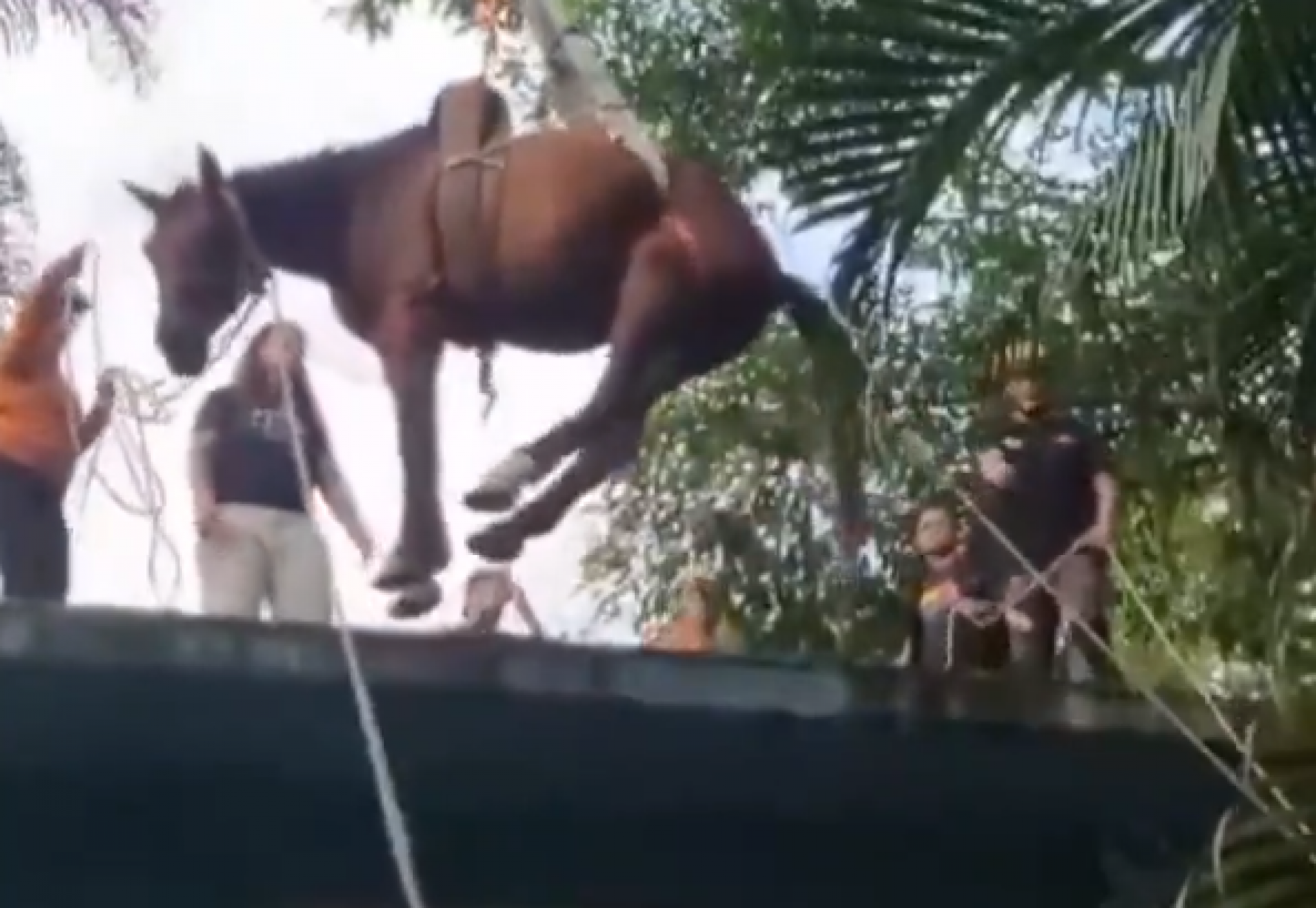 Cavalo foi resgatado de forma semelhante ao salvamento do Cavalo Caramelo | abc+