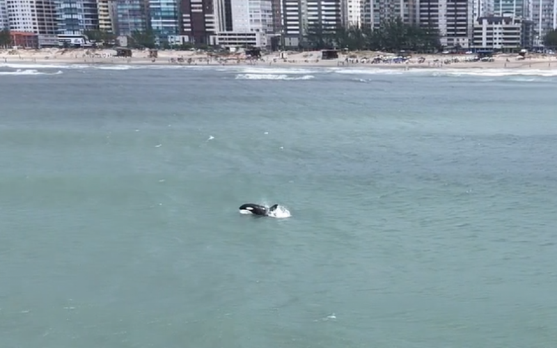 Orca faz rara aparição na praia de Capão da Canoa | abc+