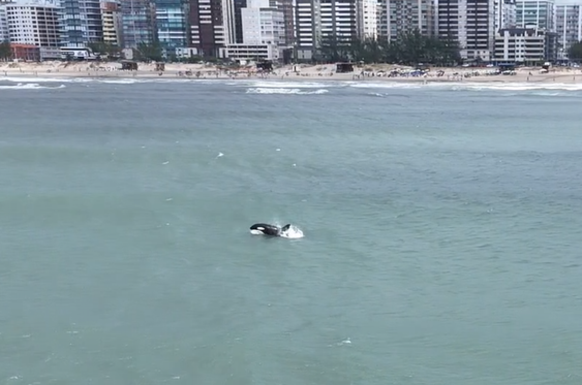 VÍDEO: Orca faz rara aparição na praia de Capão da Canoa