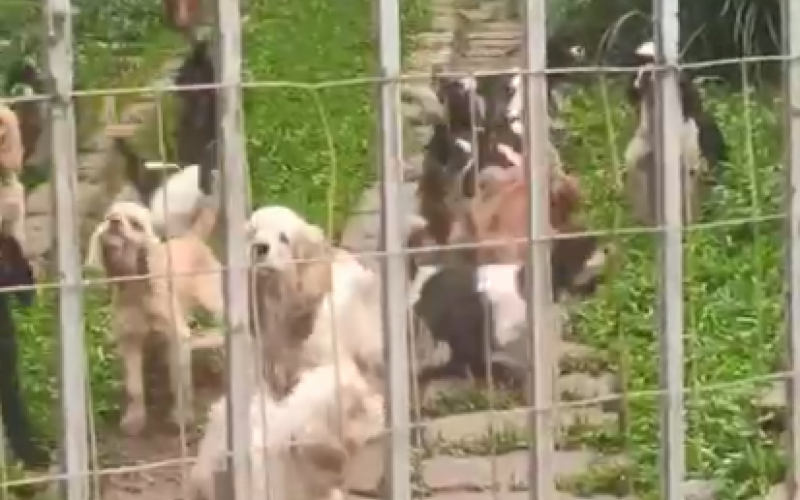 Animais em situação de maus-tratos, em São Francisco de Paula
