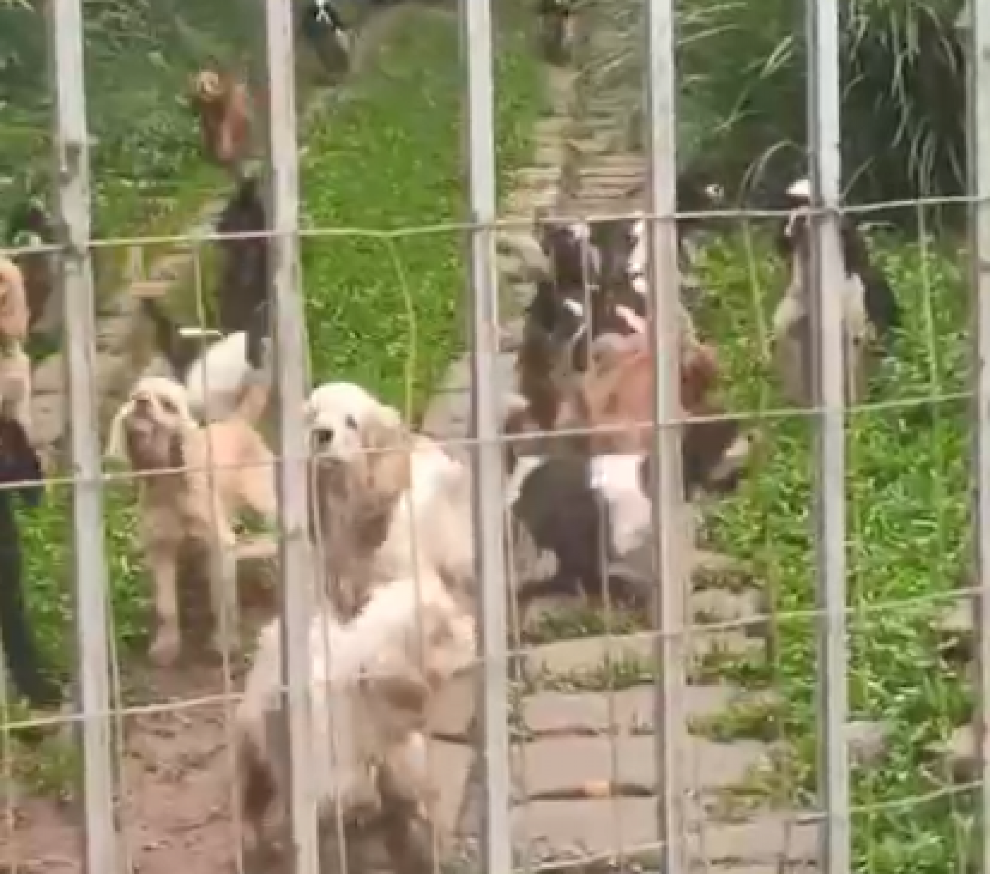 "Situação insalubre": Mais de 100 animais são resgatados de criadouro em situação de maus-tratos; veja vídeo