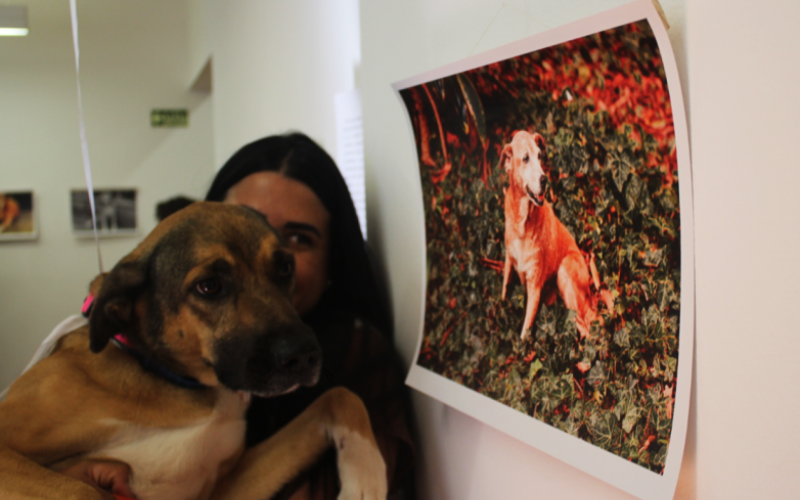Pets à espera de adoção participaram da exposição, na manhã desta quinta-feira (20), em Canoas