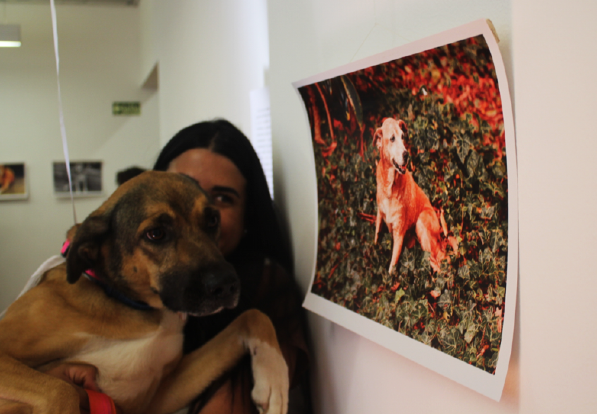 Exposição lembra a relação de carinho entre a cadela Branca e a Casa dos Rosa