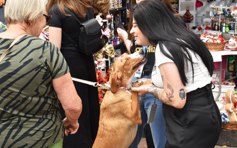 Feira de adoção de cães e gatos será no dia 7 de junho