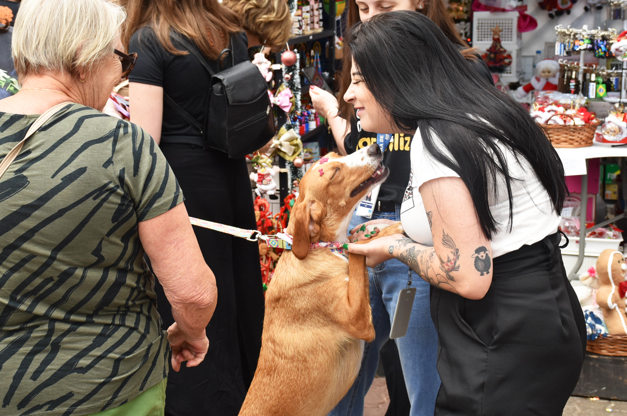 Nova Petrópolis fará feira de adoção de cães e gatos em junho; veja mais