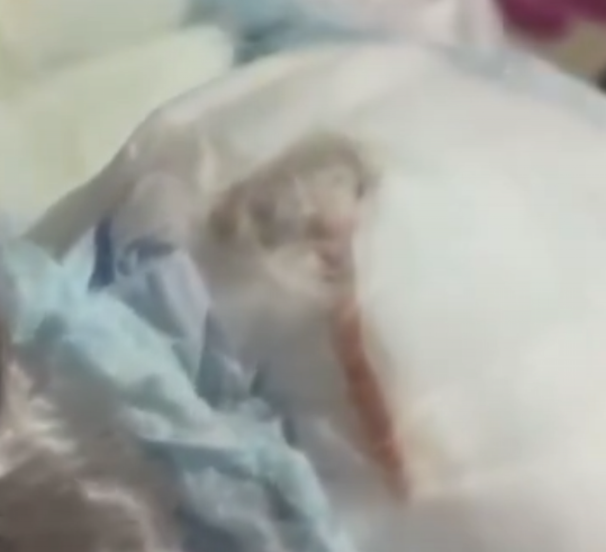VÍDEO: Mãe encontra rato morto na fralda do filho de 1 mês