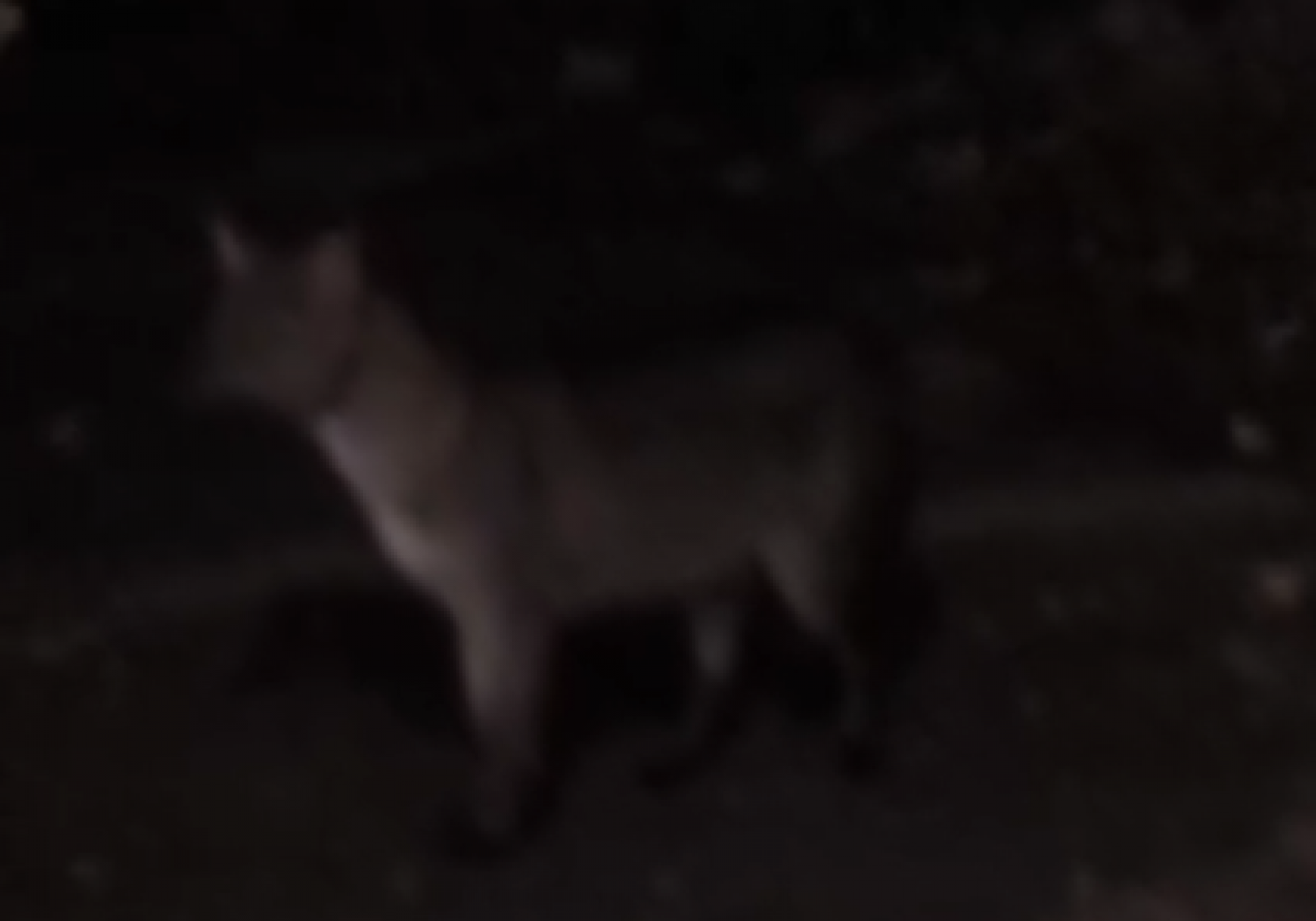 Depois de puma, mais um animal é flagrado na mesma localidade do Centro de Gramado