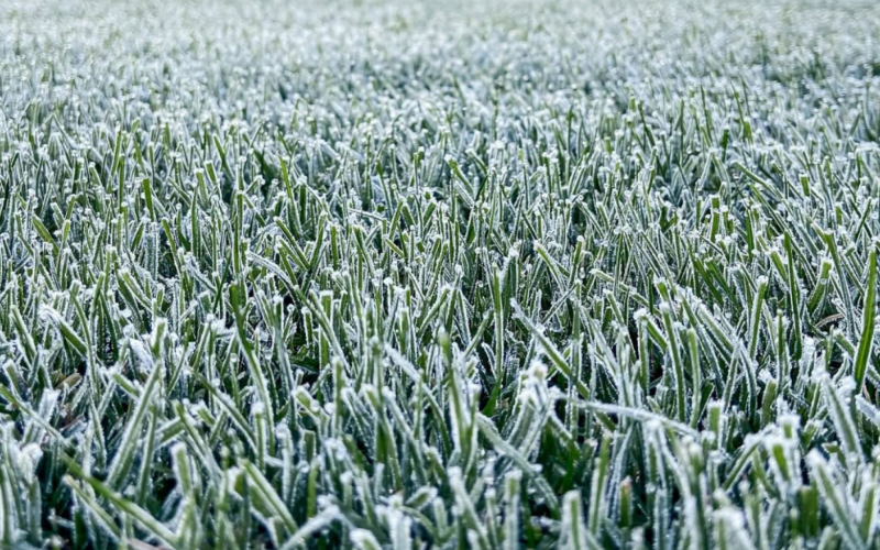 Frio fora de época pode trazer geada ao Sul do Brasil a uma semana do Natal | abc+
