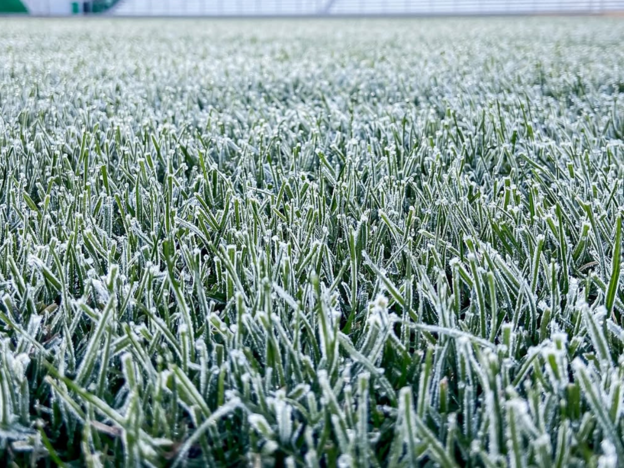 ONDA DE FRIO: Gramado de tradicional estádio do RS amanhece coberto por geada